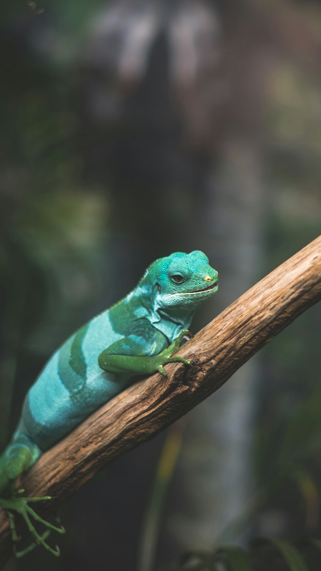 green lizard crawling on tree branch