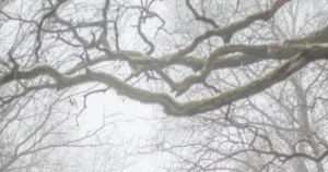 Featured image for The Green Children of Woolpit Unraveling the Mysterious Legend of 1150s